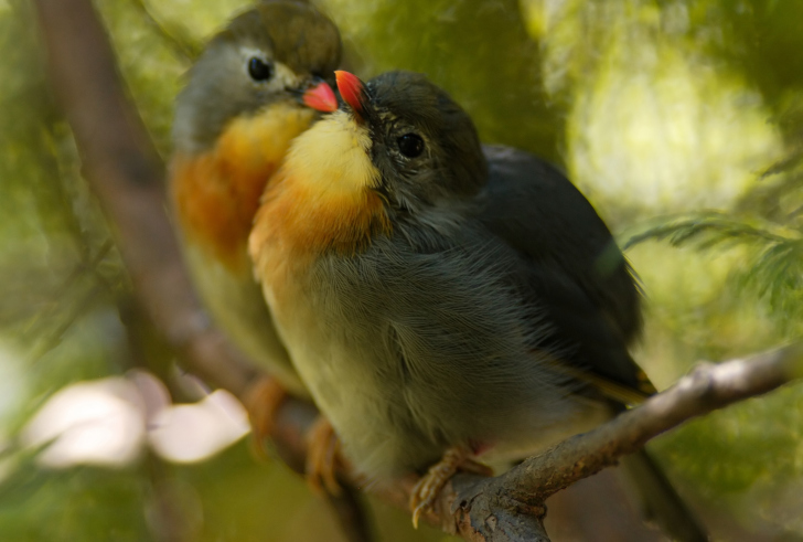 Sfondi Bird Kiss