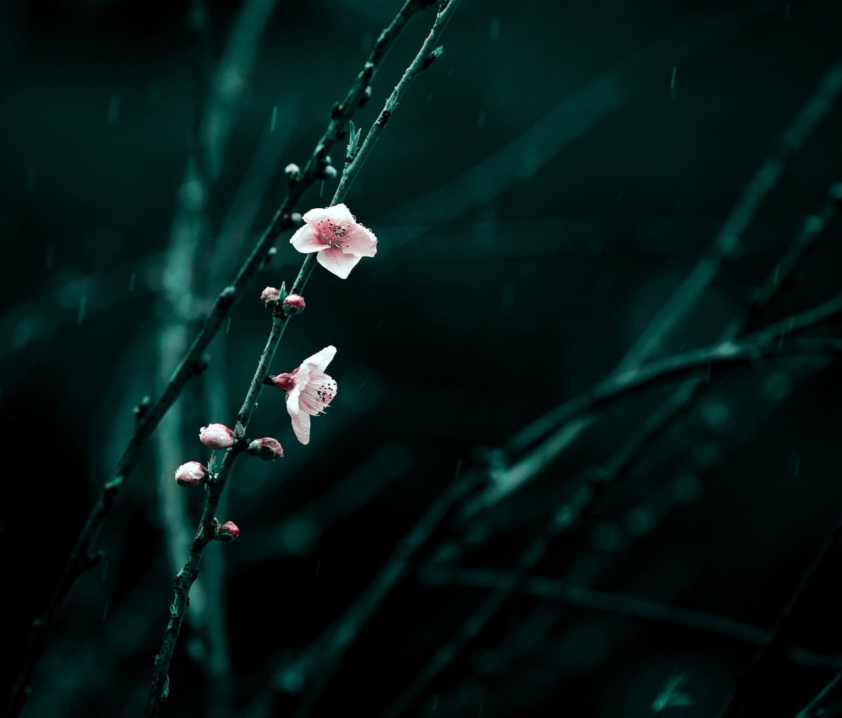 Spring Cherry Blossom screenshot #1 1200x1024
