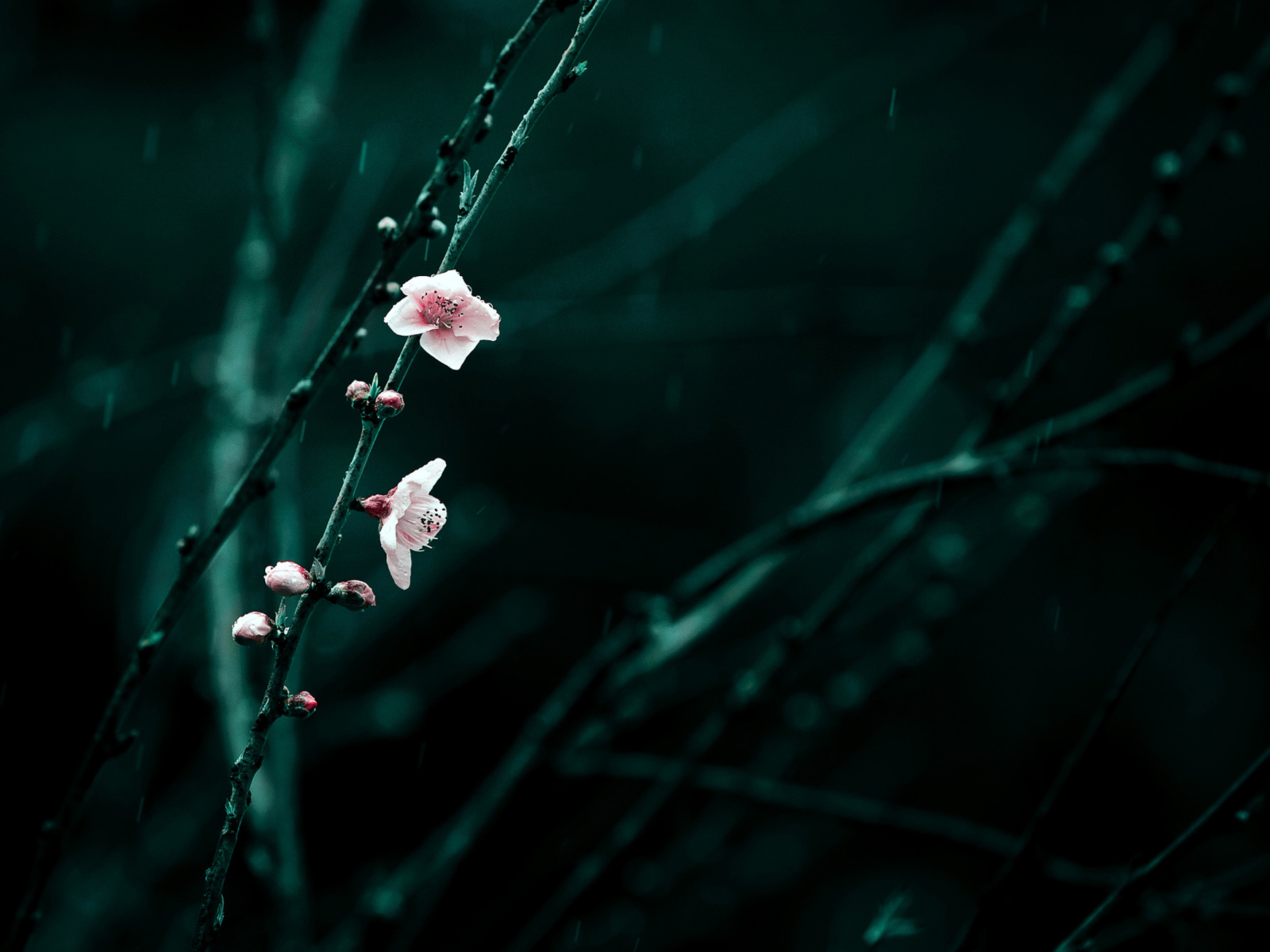 Screenshot №1 pro téma Spring Cherry Blossom 1600x1200
