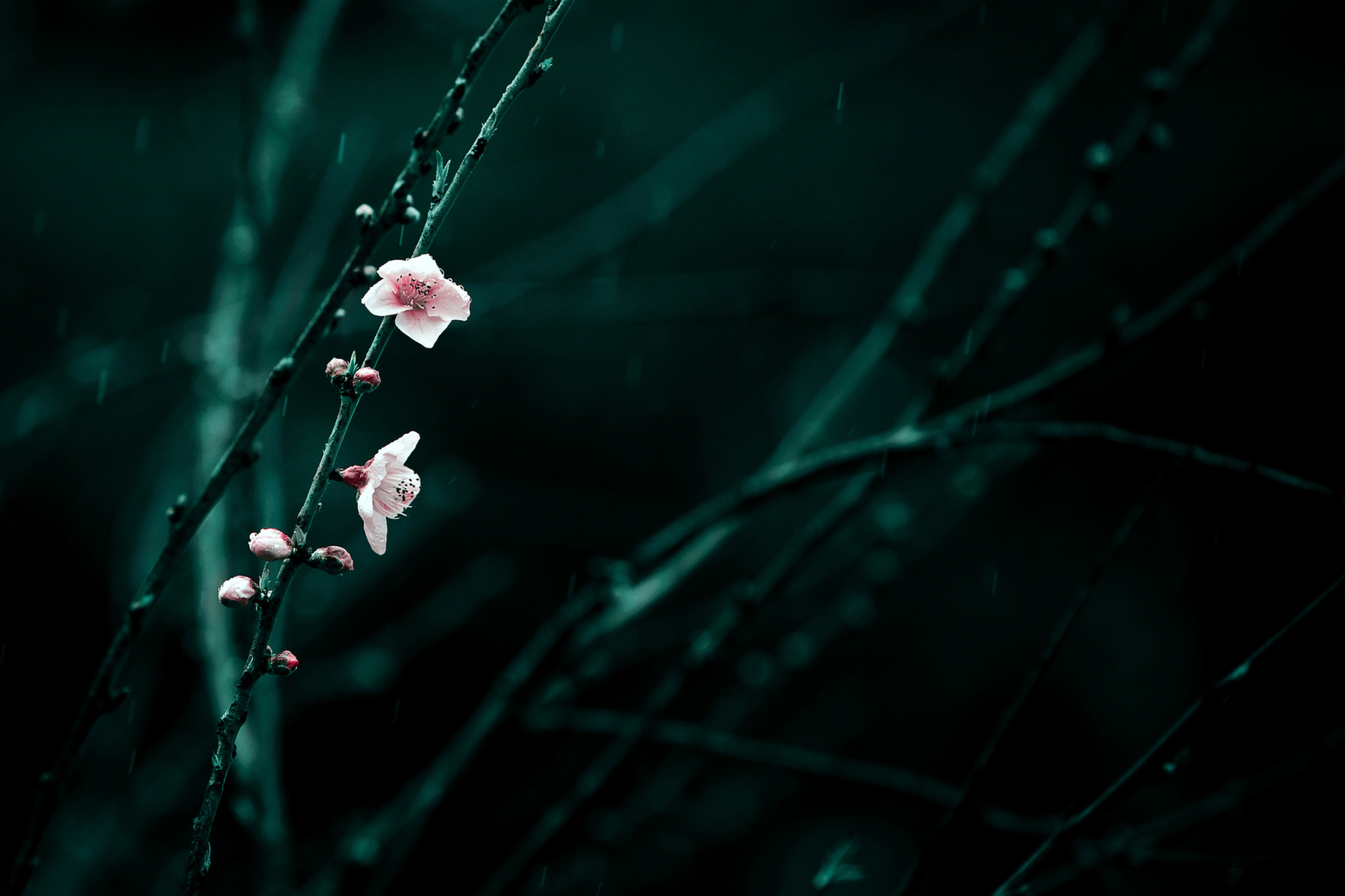 Screenshot №1 pro téma Spring Cherry Blossom 2880x1920