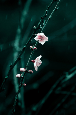 Spring Cherry Blossom screenshot #1 320x480