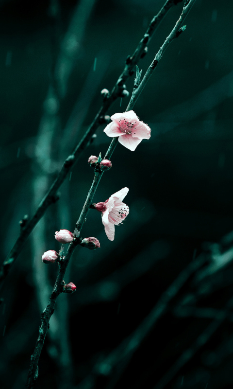 Sfondi Spring Cherry Blossom 480x800
