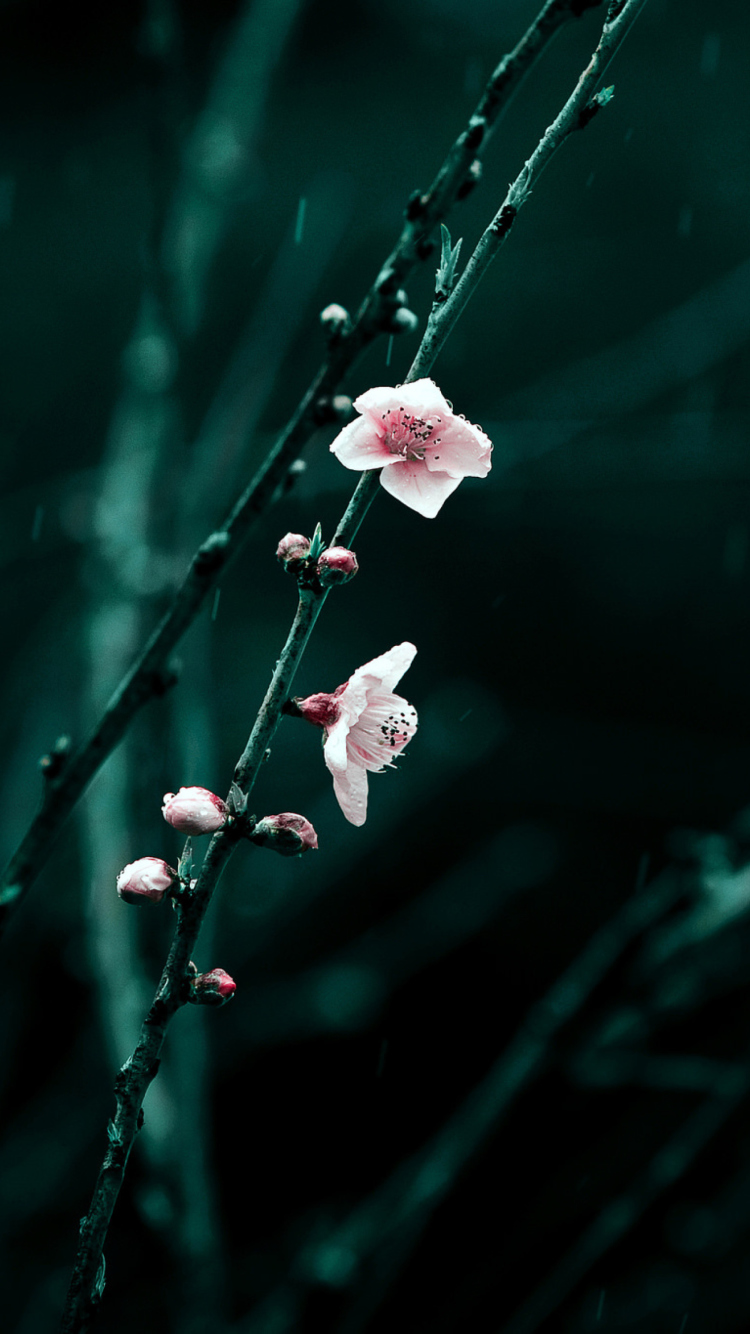 Spring Cherry Blossom screenshot #1 750x1334