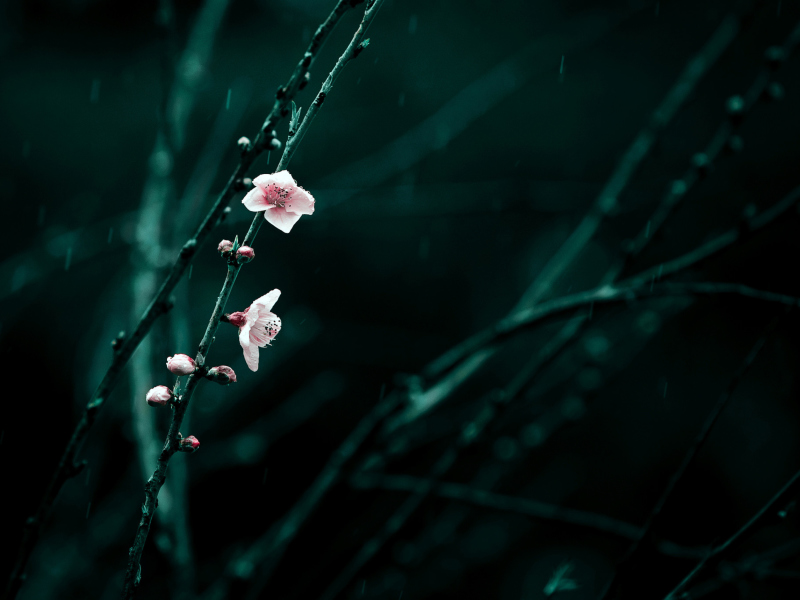 Screenshot №1 pro téma Spring Cherry Blossom 800x600