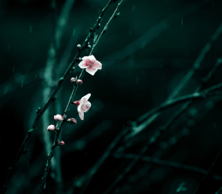 Spring Cherry Blossom - Obrázkek zdarma pro 208x208