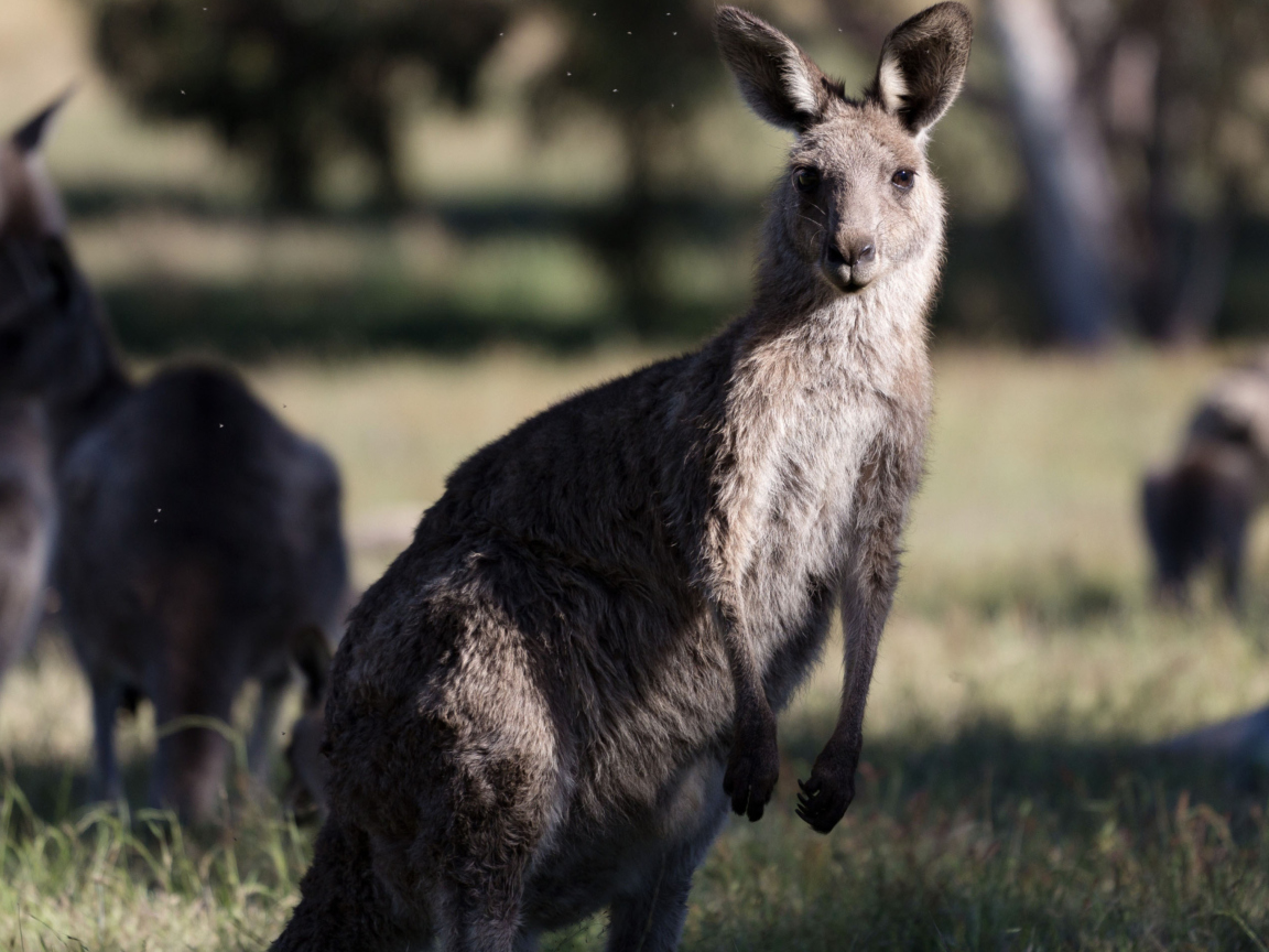 Kangaroo wallpaper 1152x864