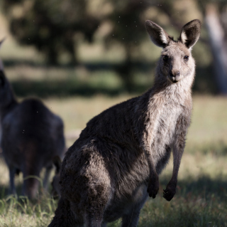 Kangaroo - Obrázkek zdarma pro 208x208