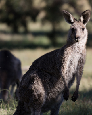 Kangaroo - Obrázkek zdarma pro iPhone 4