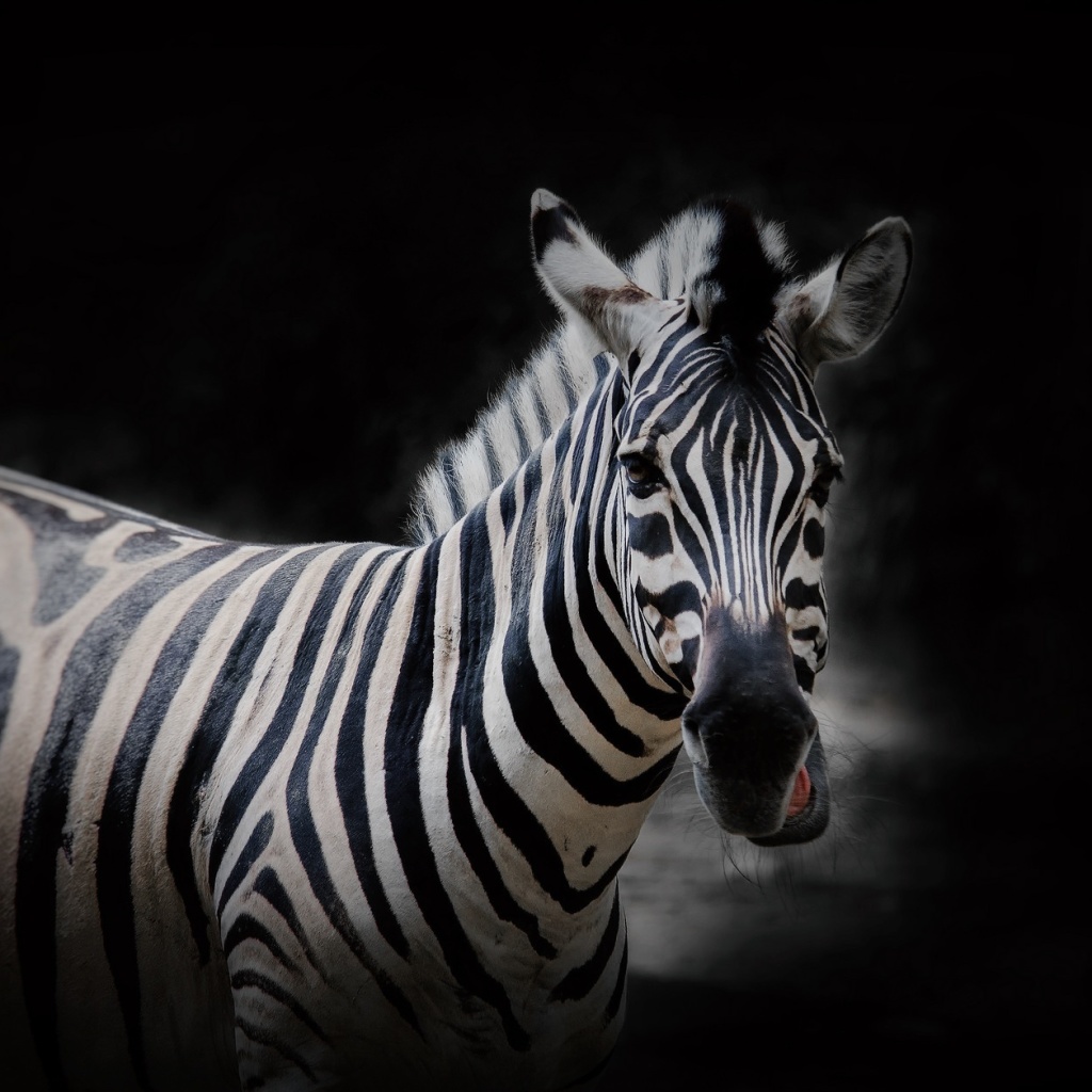 Zebra Black Background screenshot #1 1024x1024