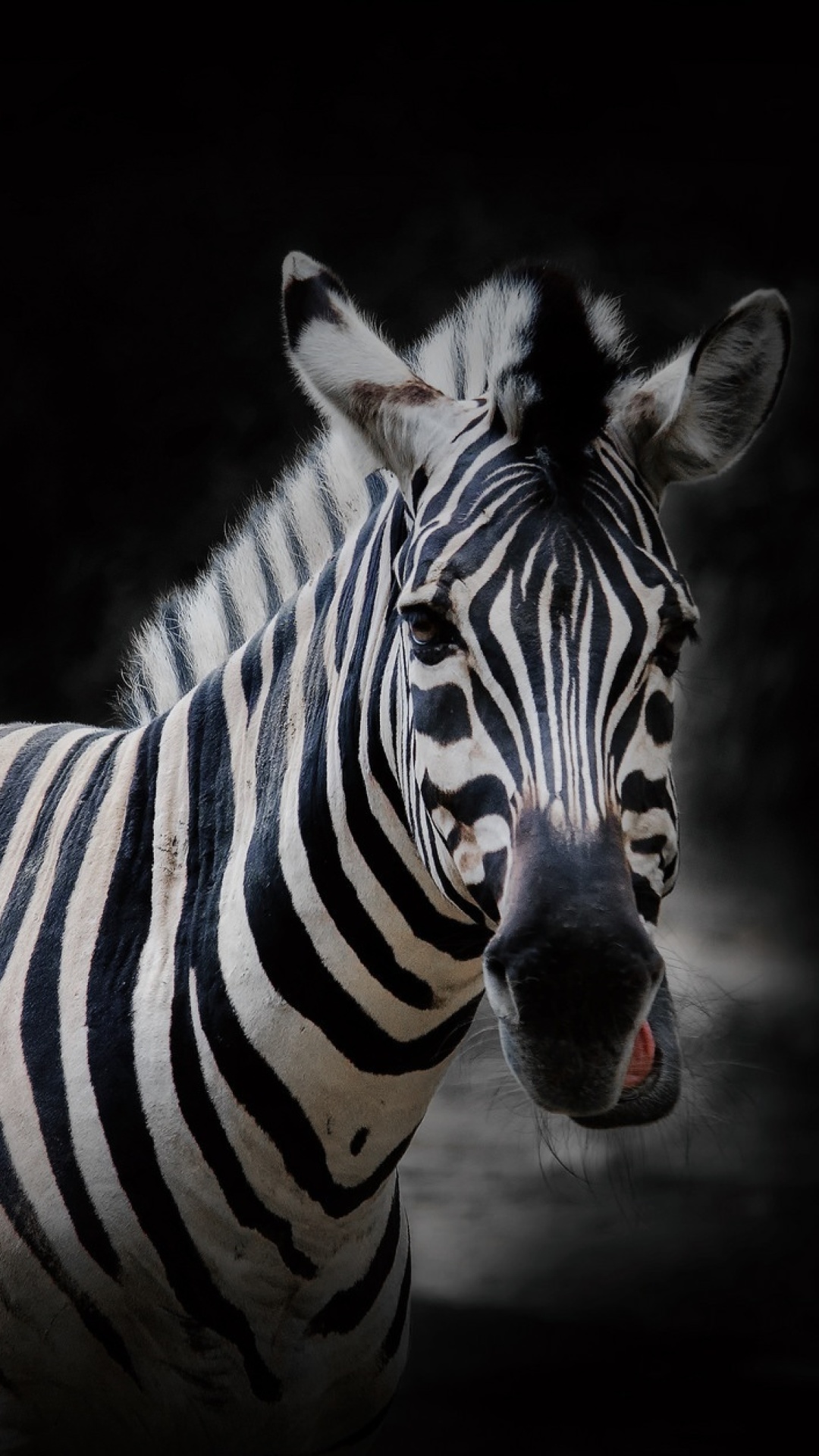 Fondo de pantalla Zebra Black Background 1080x1920