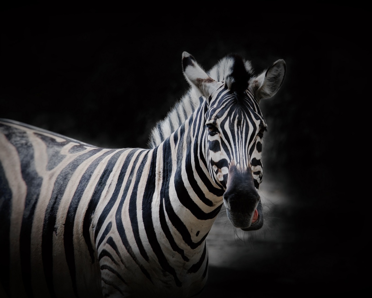 Обои Zebra Black Background 1280x1024