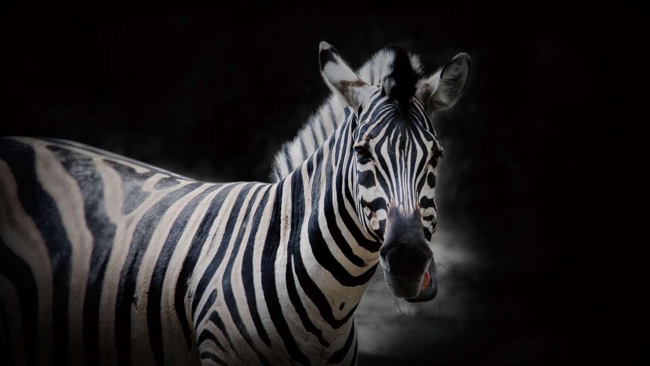 Screenshot №1 pro téma Zebra Black Background 1280x720