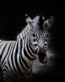 Das Zebra Black Background Wallpaper 128x160