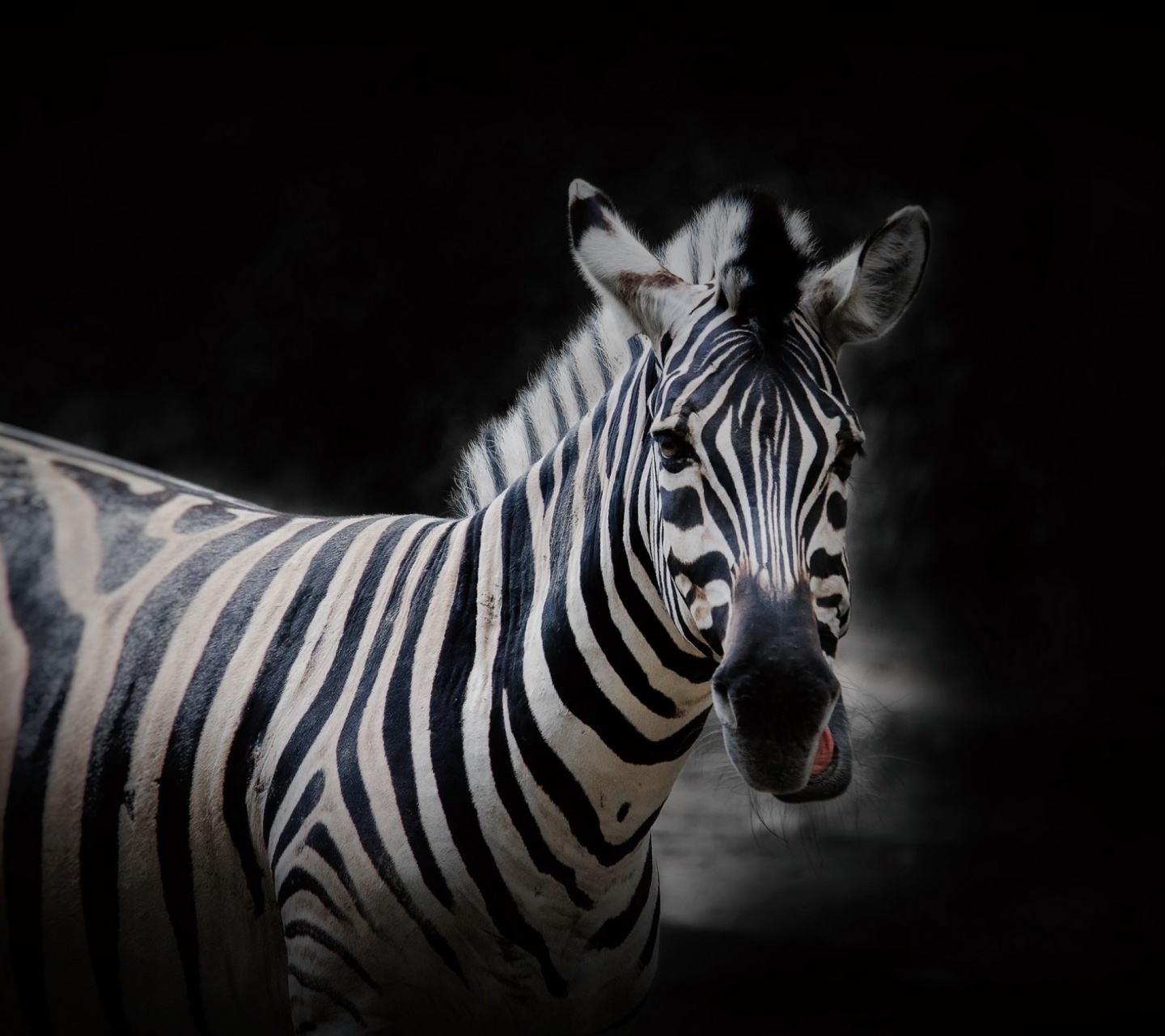 Das Zebra Black Background Wallpaper 1440x1280