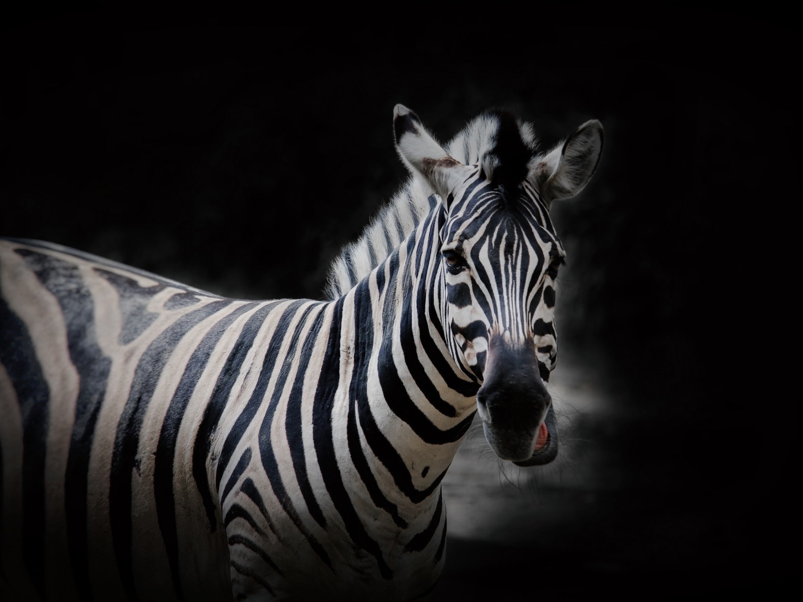 Fondo de pantalla Zebra Black Background 1600x1200