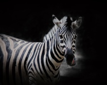 Обои Zebra Black Background 220x176