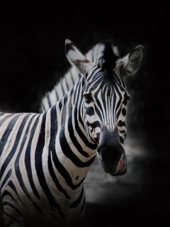 Fondo de pantalla Zebra Black Background 240x320