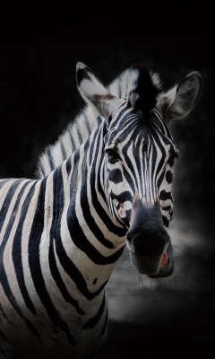 Обои Zebra Black Background 240x400