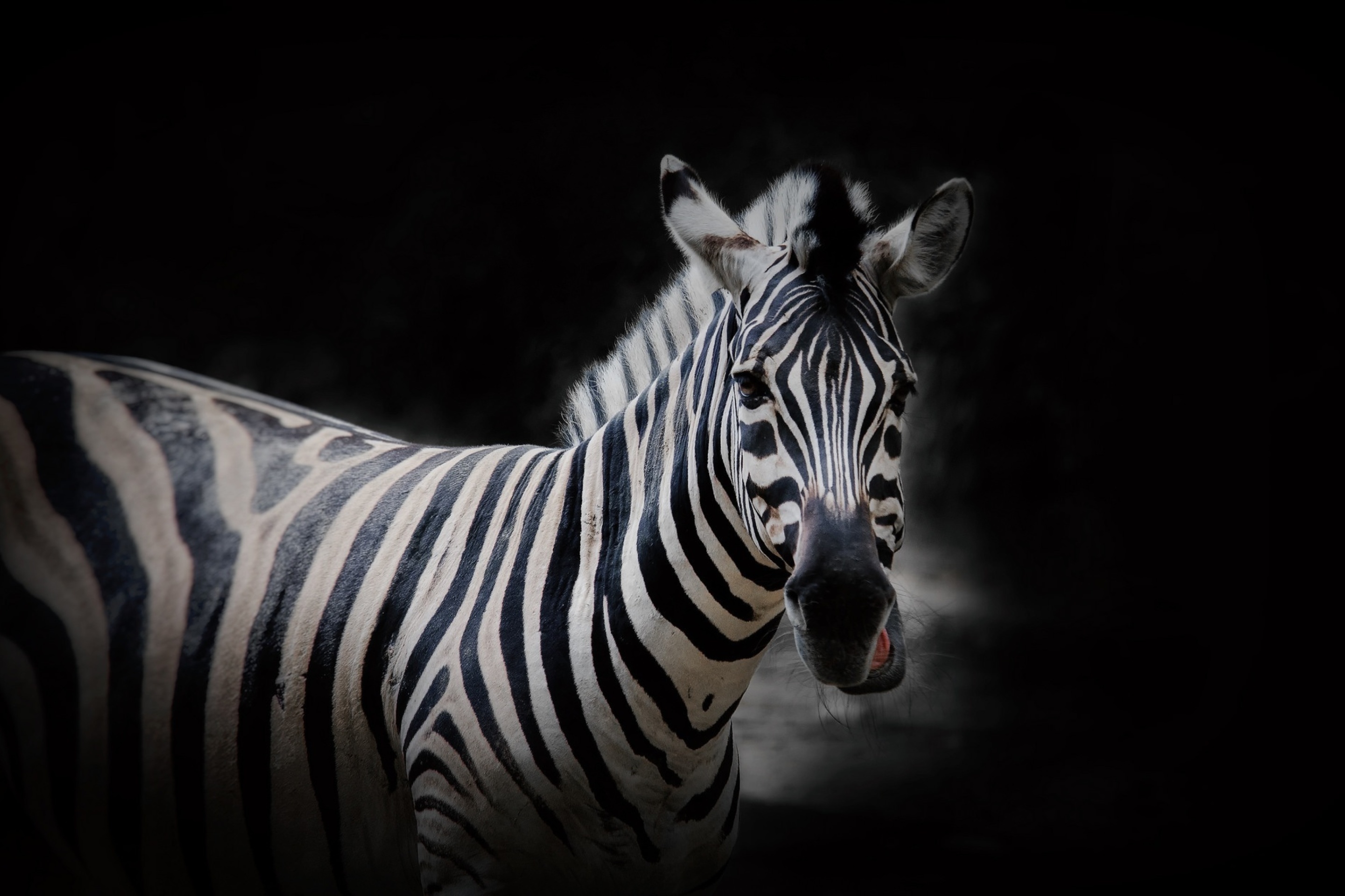 Fondo de pantalla Zebra Black Background 2880x1920