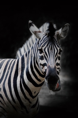 Das Zebra Black Background Wallpaper 320x480