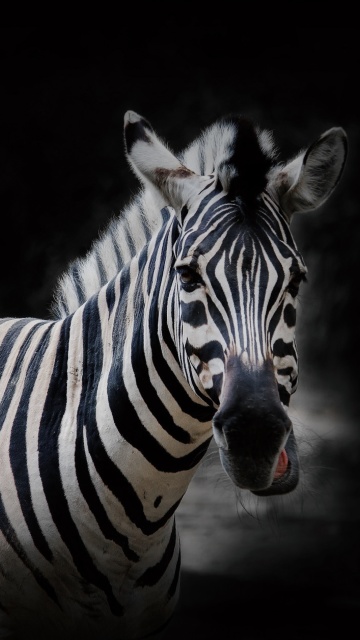 Обои Zebra Black Background 360x640