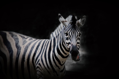 Sfondi Zebra Black Background 480x320