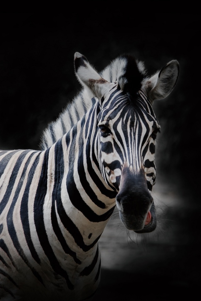 Fondo de pantalla Zebra Black Background 640x960