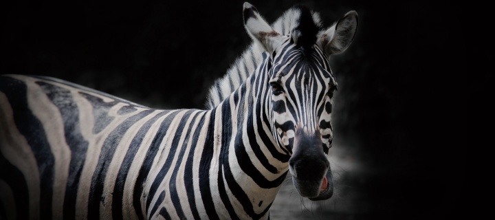 Sfondi Zebra Black Background 720x320