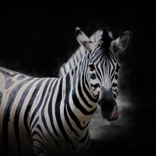 Zebra Black Background - Obrázkek zdarma pro iPad Air
