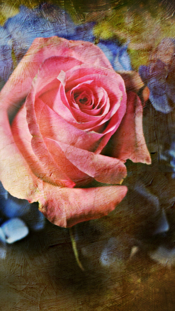 Sfondi Pink Rose And Blue Flowers 360x640