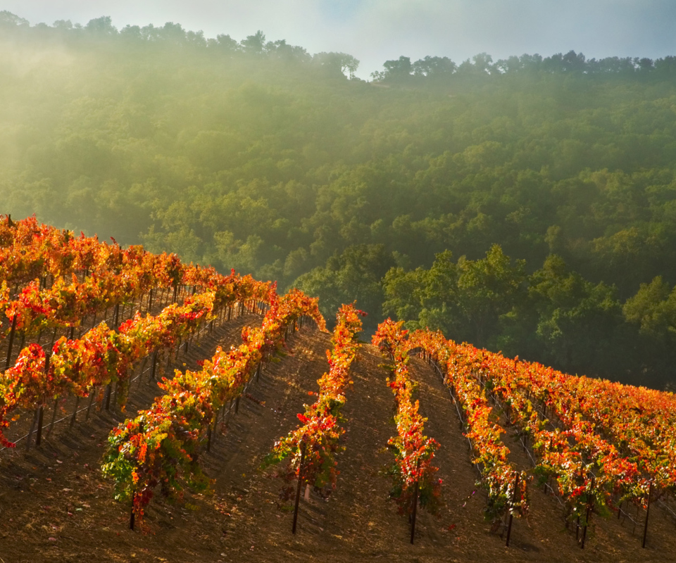 Screenshot №1 pro téma Vineyards In Italy 960x800