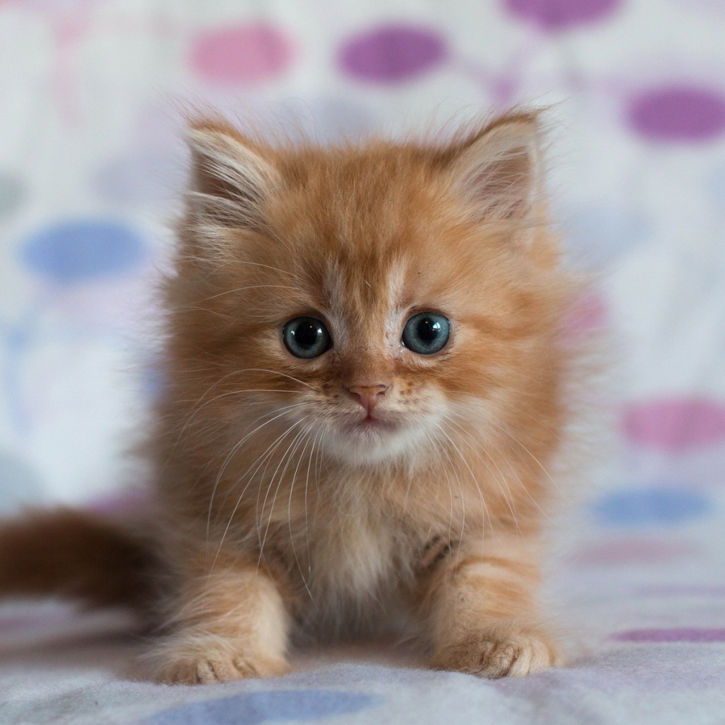 Das Pretty Kitten Wallpaper 1024x1024