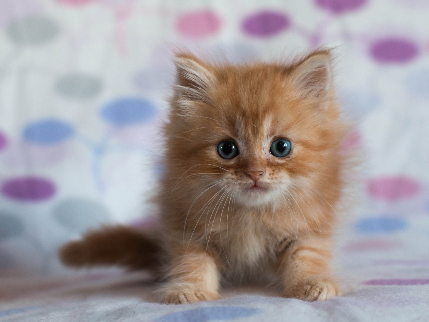 Fondo de pantalla Pretty Kitten 1400x1050
