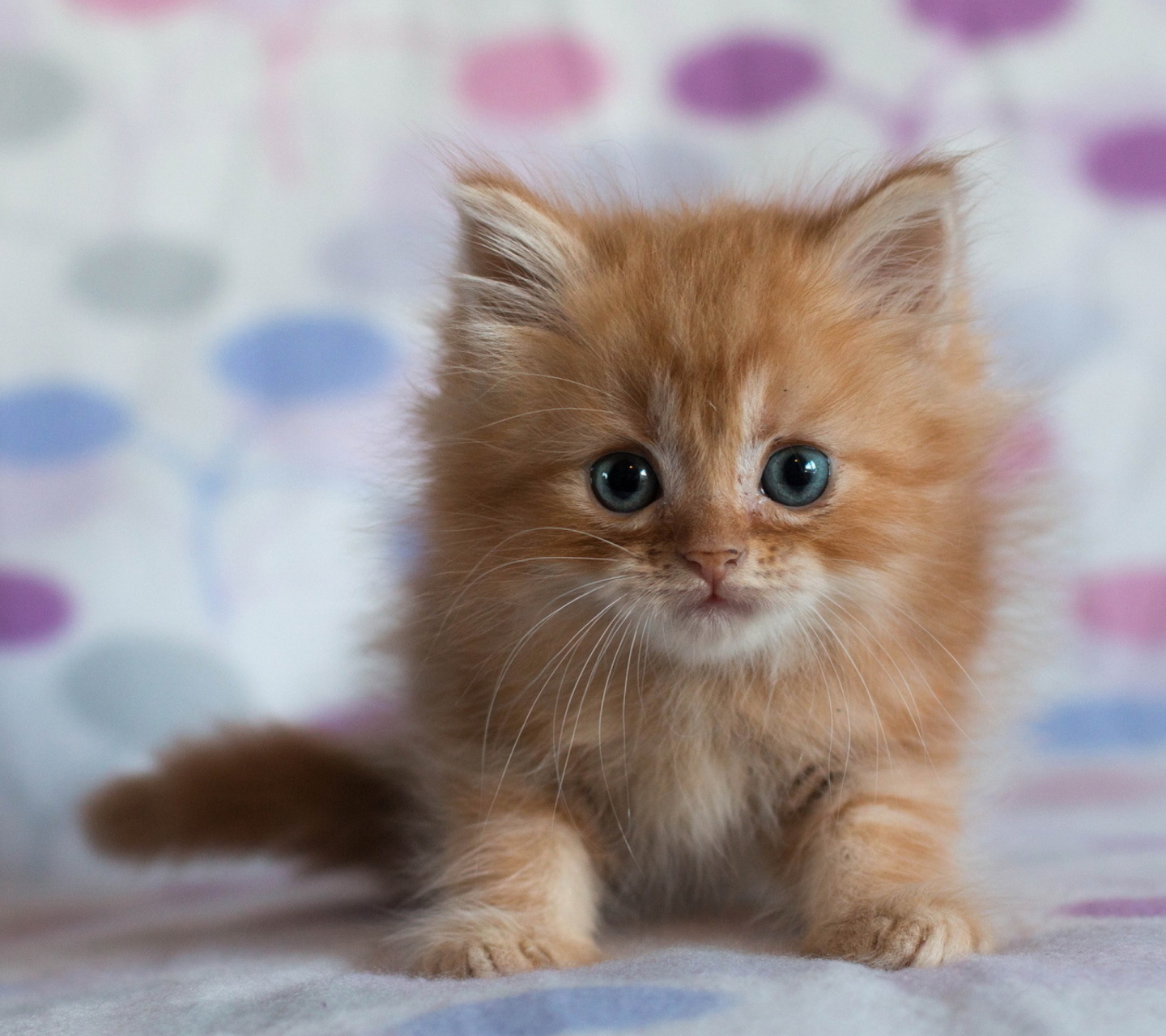 Pretty Kitten wallpaper 1440x1280