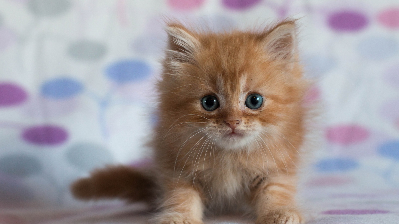 Das Pretty Kitten Wallpaper 1600x900