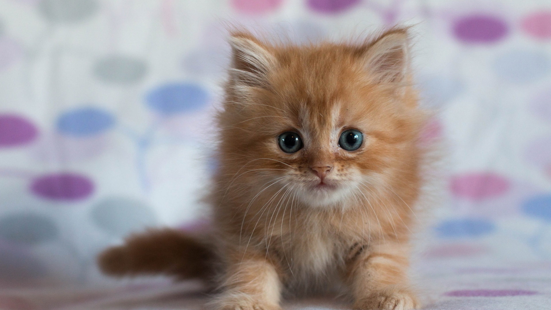 Das Pretty Kitten Wallpaper 1920x1080