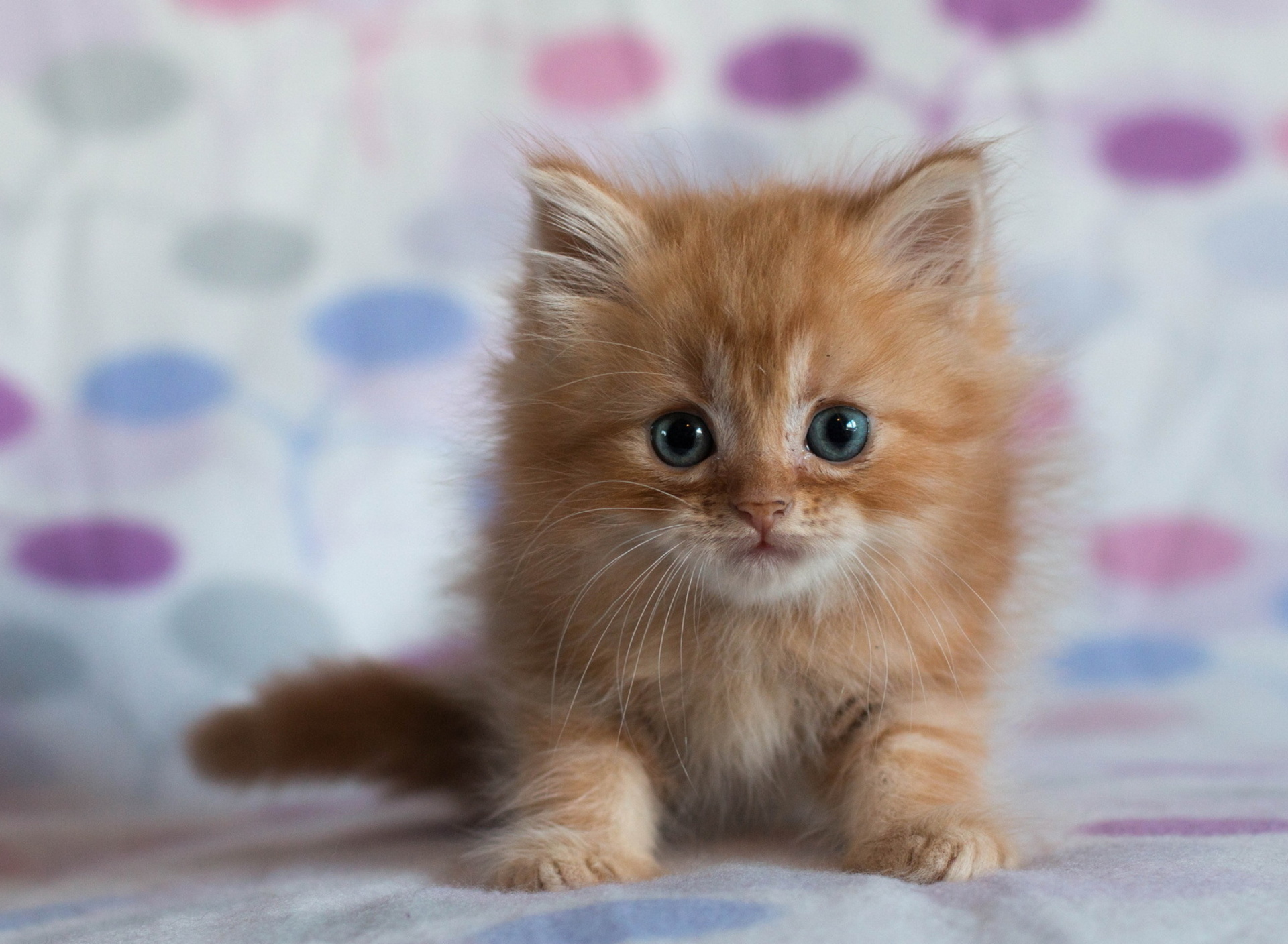 Обои Pretty Kitten 1920x1408