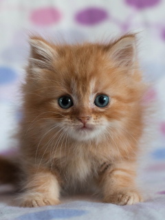 Pretty Kitten wallpaper 240x320