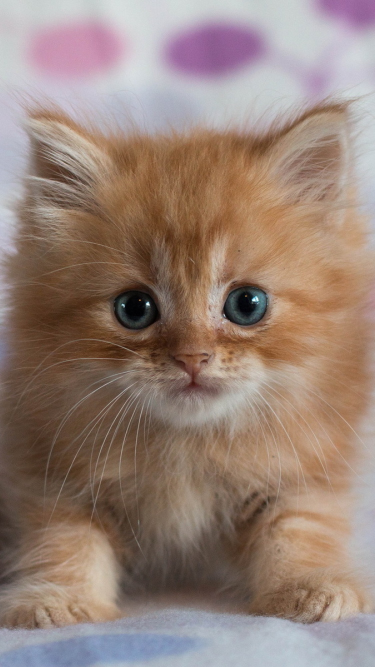 Pretty Kitten wallpaper 750x1334