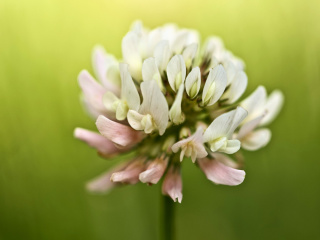 Das Clover Flower Wallpaper 320x240