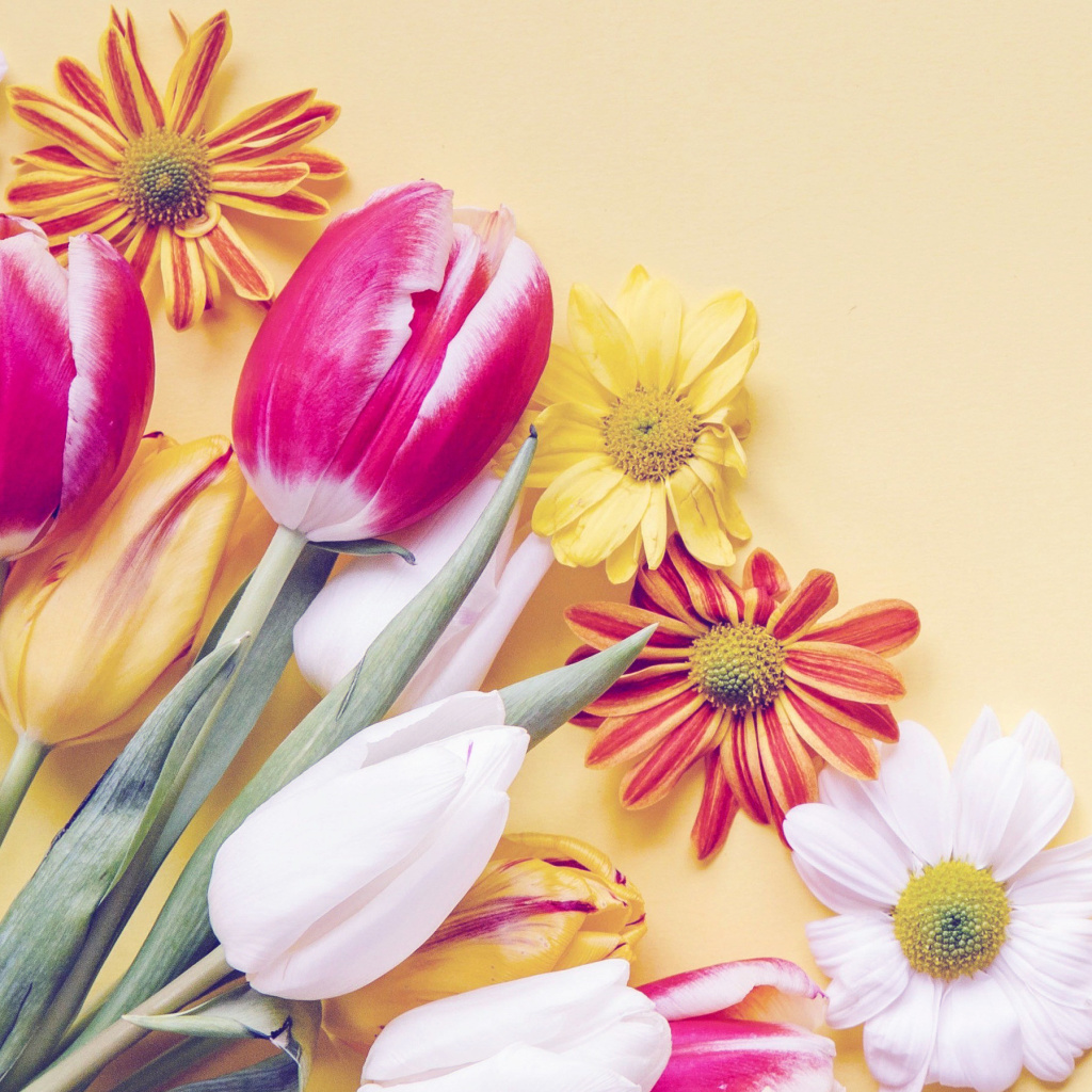 Обои Spring tulips on yellow background 1024x1024