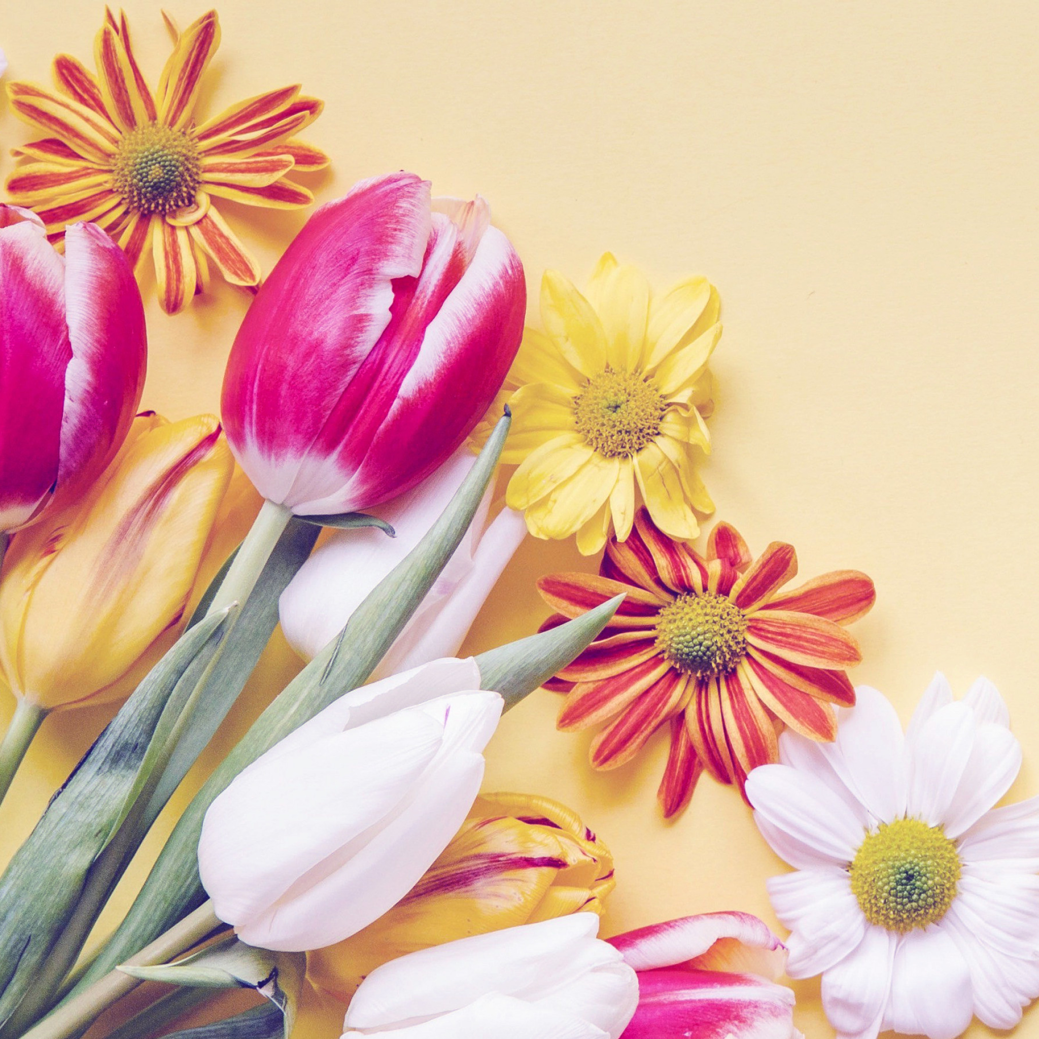 Fondo de pantalla Spring tulips on yellow background 2048x2048
