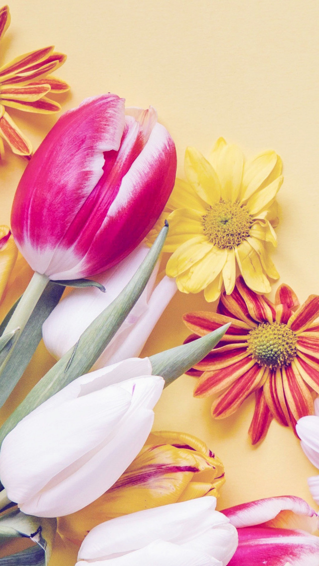 Обои Spring tulips on yellow background 640x1136