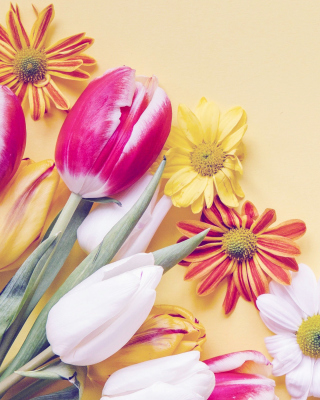 Spring tulips on yellow background - Fondos de pantalla gratis para Nokia Asha 306