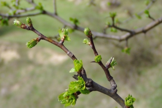 Spring Branch Wallpaper for Android, iPhone and iPad