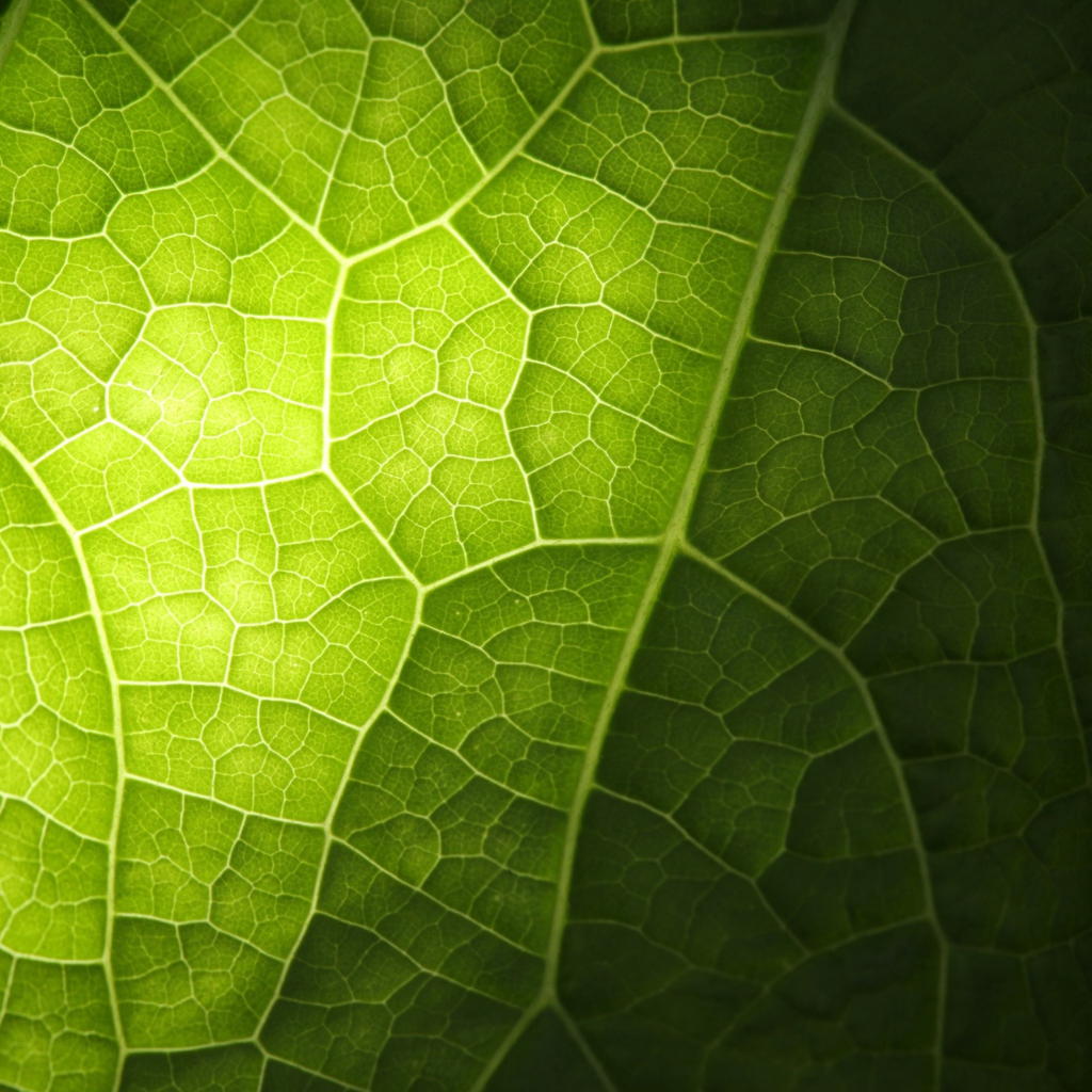 Das Green Leaf Macro Wallpaper 1024x1024