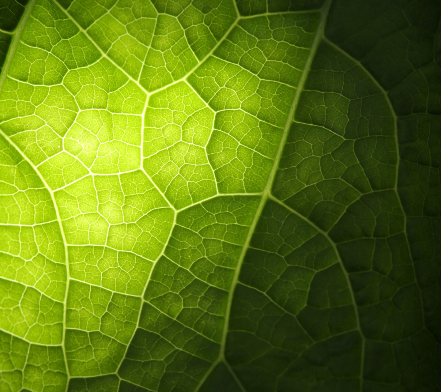 Обои Green Leaf Macro 1440x1280