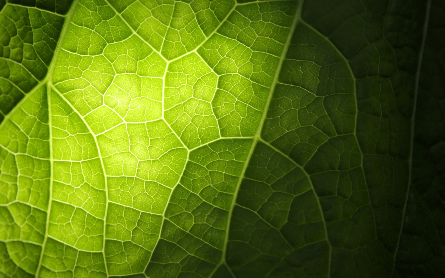 Screenshot №1 pro téma Green Leaf Macro 1440x900