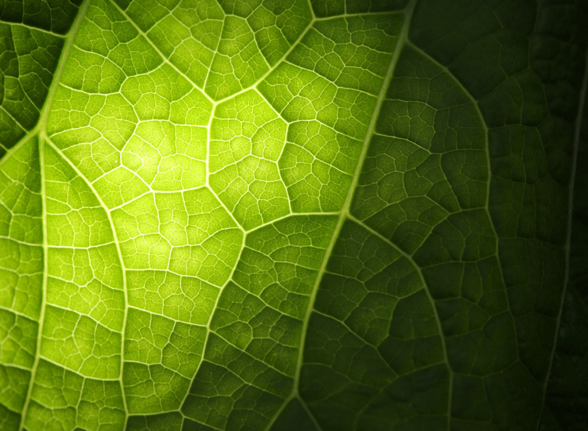 Screenshot №1 pro téma Green Leaf Macro 1920x1408