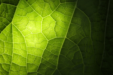 Green Leaf Macro wallpaper 480x320